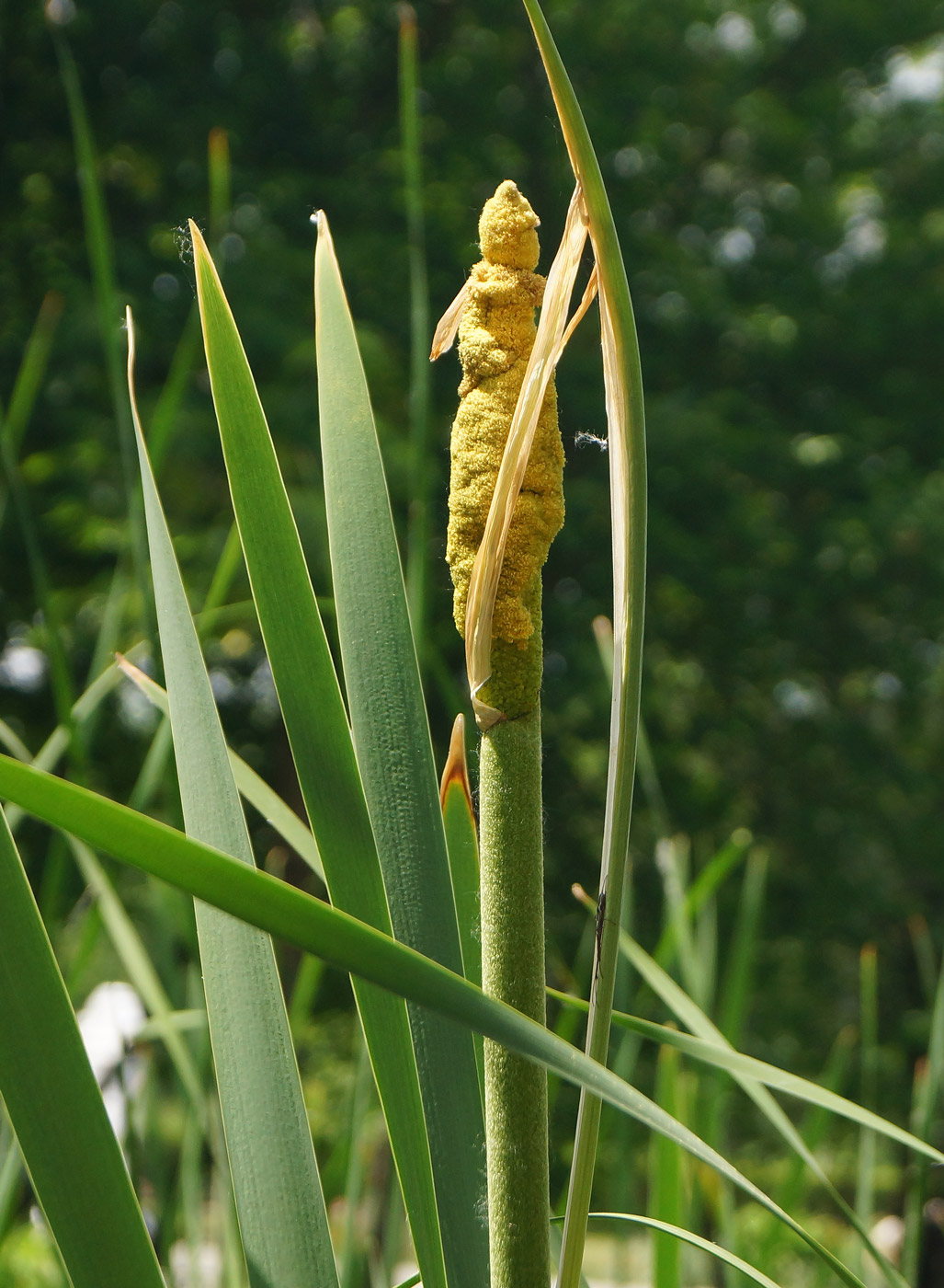 Изображение особи Typha latifolia.