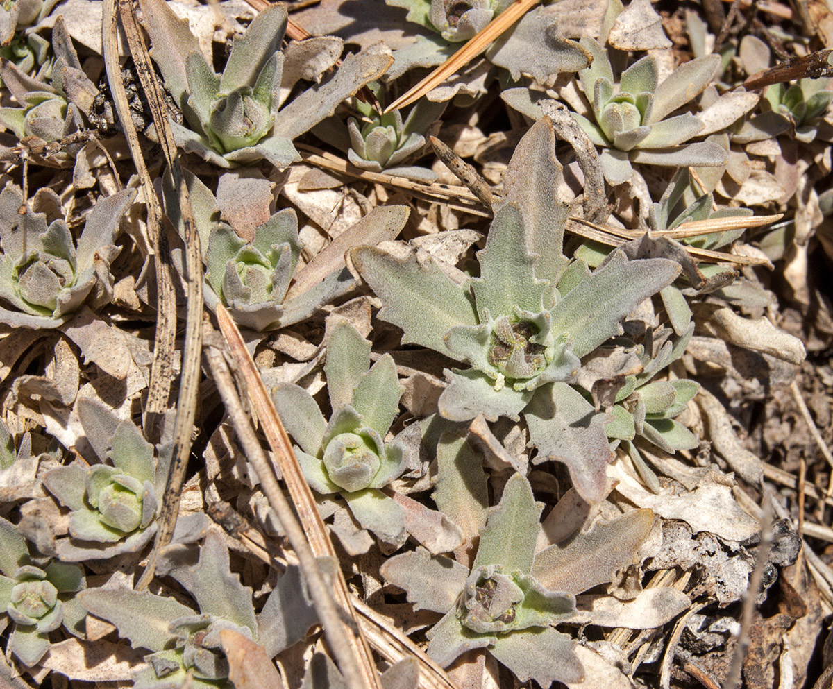 Image of Schivereckia podolica specimen.