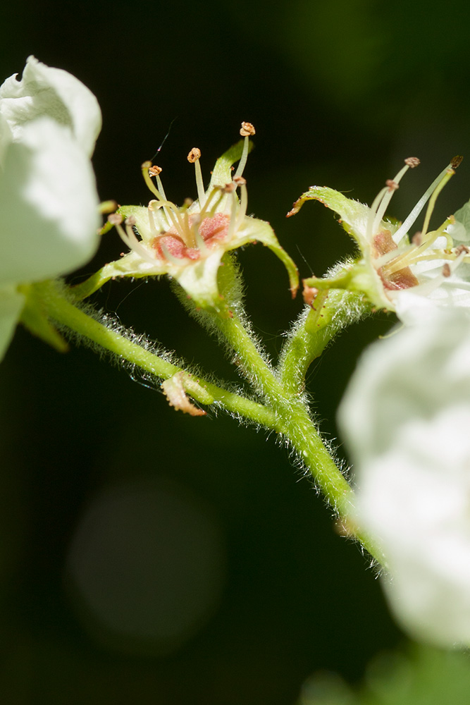 Изображение особи Crataegus submollis.