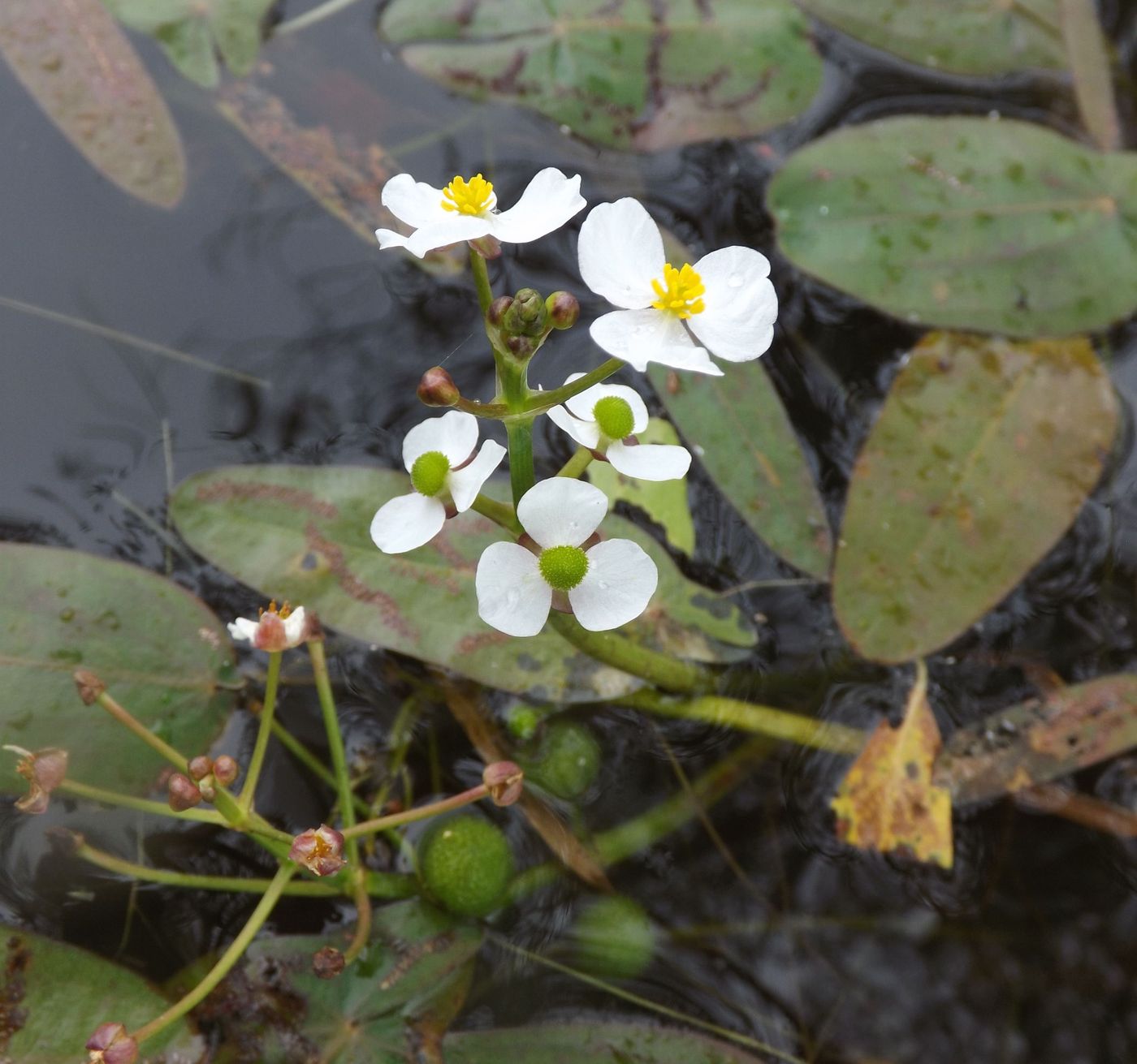 Изображение особи Sagittaria natans.