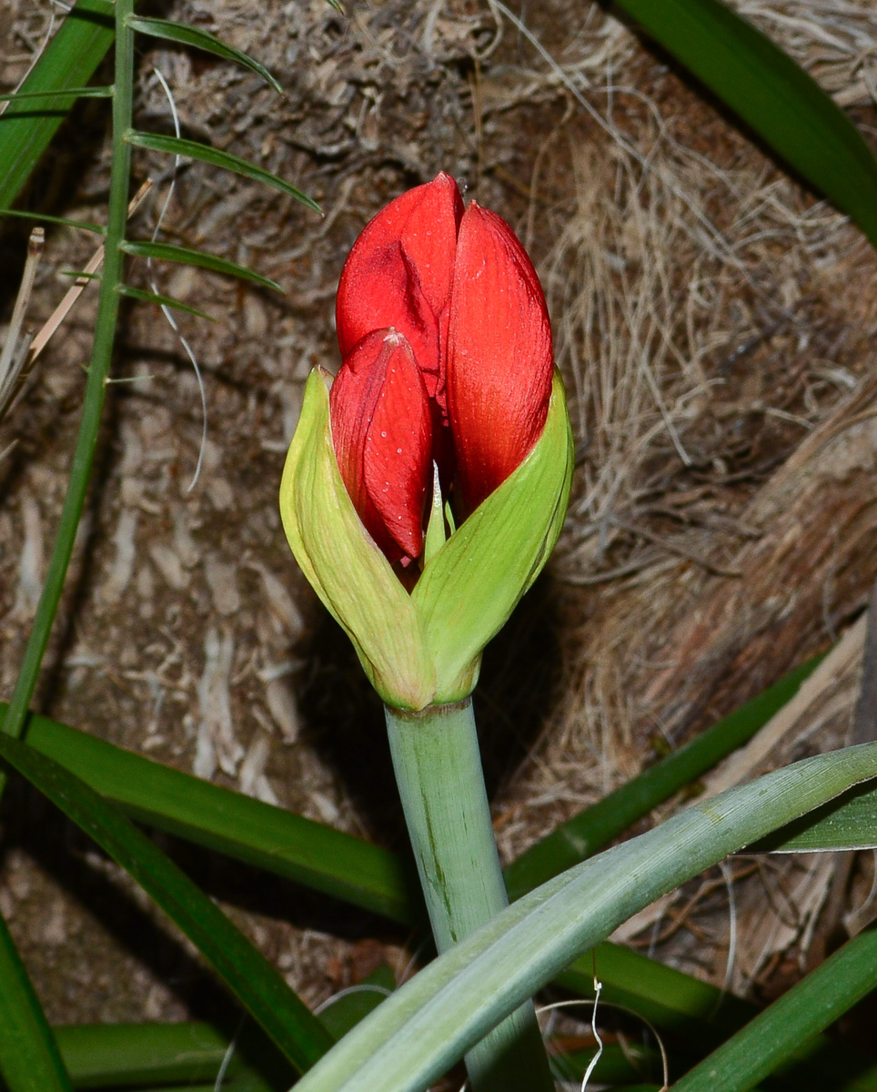 Изображение особи род Hippeastrum.