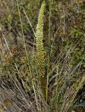 Orostachys spinosa