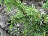 Juniperus oblonga. Часть ветви с незрелыми шишкоягодами. Дагестан, Унцукульский р-н, долина Ирганайского вдхр., ок. 700 м н.у.м., у скал. 11.05.2018.