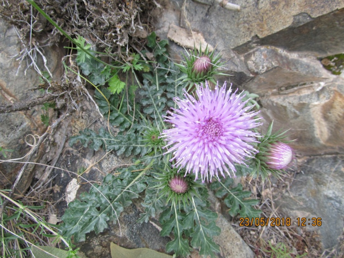 Image of Jurinea spectabilis specimen.