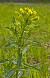 Euphorbia semivillosa. Верхушка цветущего побега. Башкортостан, Бурзянский р-н, Галиакберовский сельсовет, ниже дер. Верхний Нугуш, долина р. Нугуш, правый берег, зарастающий галечник. 11 июня 2018 г.