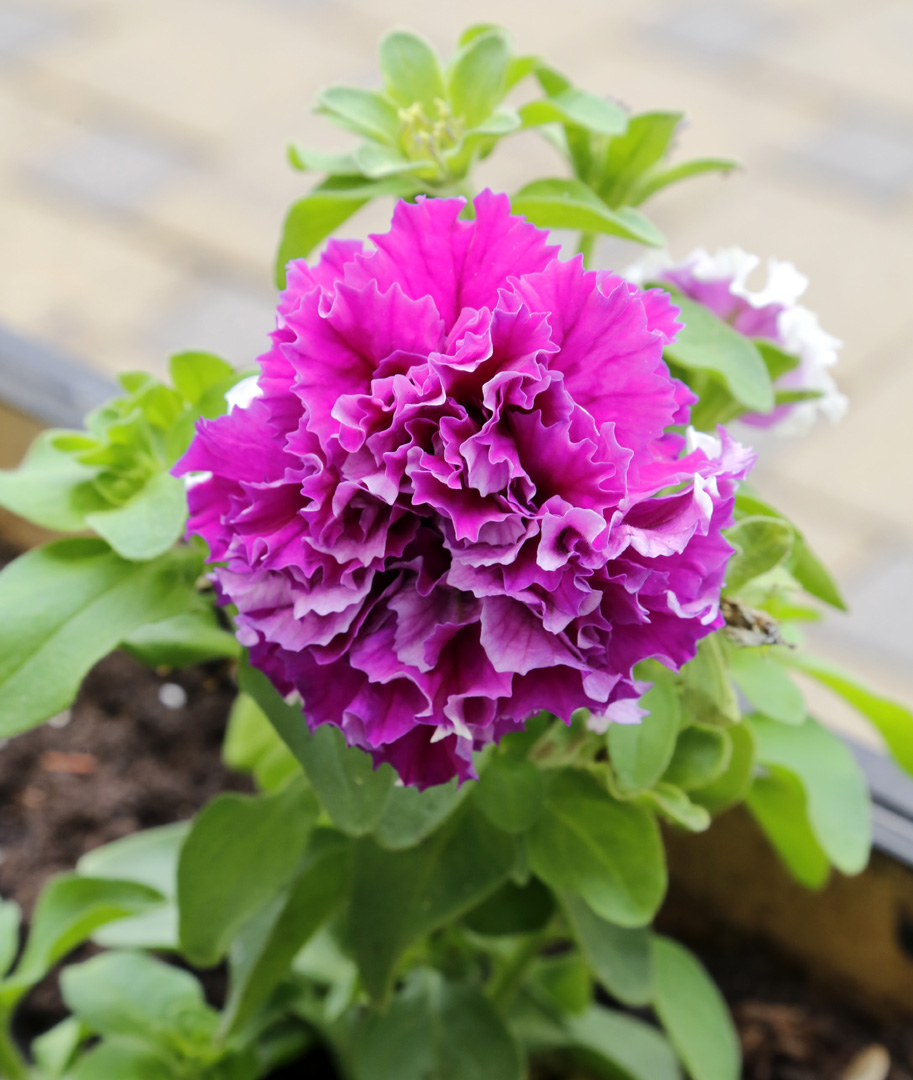 Image of Petunia &times; hybrida specimen.