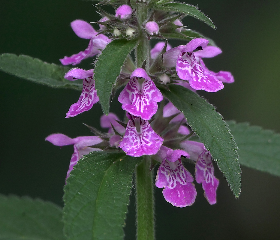 Изображение особи Stachys palustris.