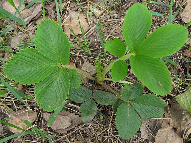 Изображение особи Fragaria viridis.