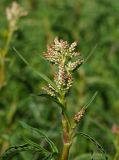 Aconogonon alpinum