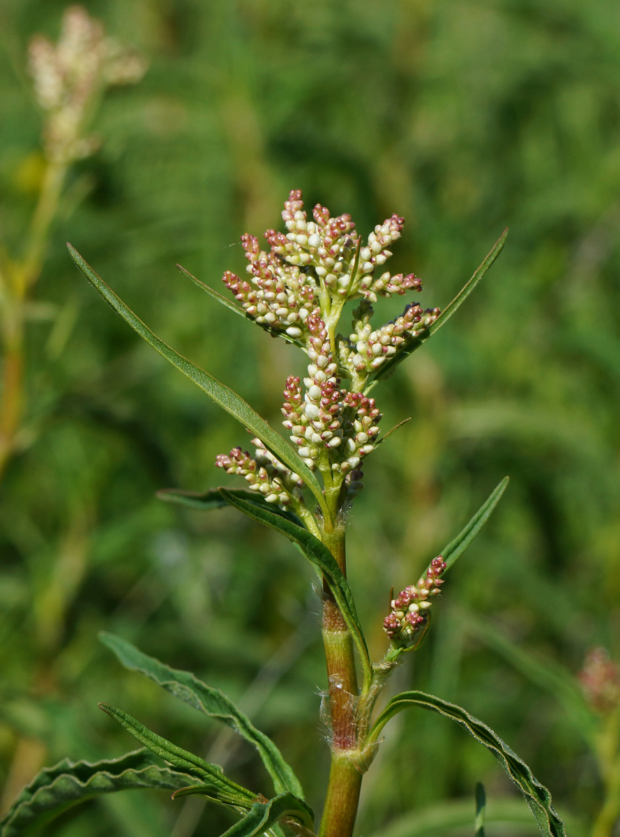 Изображение особи Aconogonon alpinum.