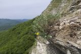Melilotoides cretacea. Отцветающее растение на уступе скалы. Краснодарский край, Северский р-н, гора Собер-Баш, ≈ 700 м н.у.м., скальное обнажение. 05.05.2018.