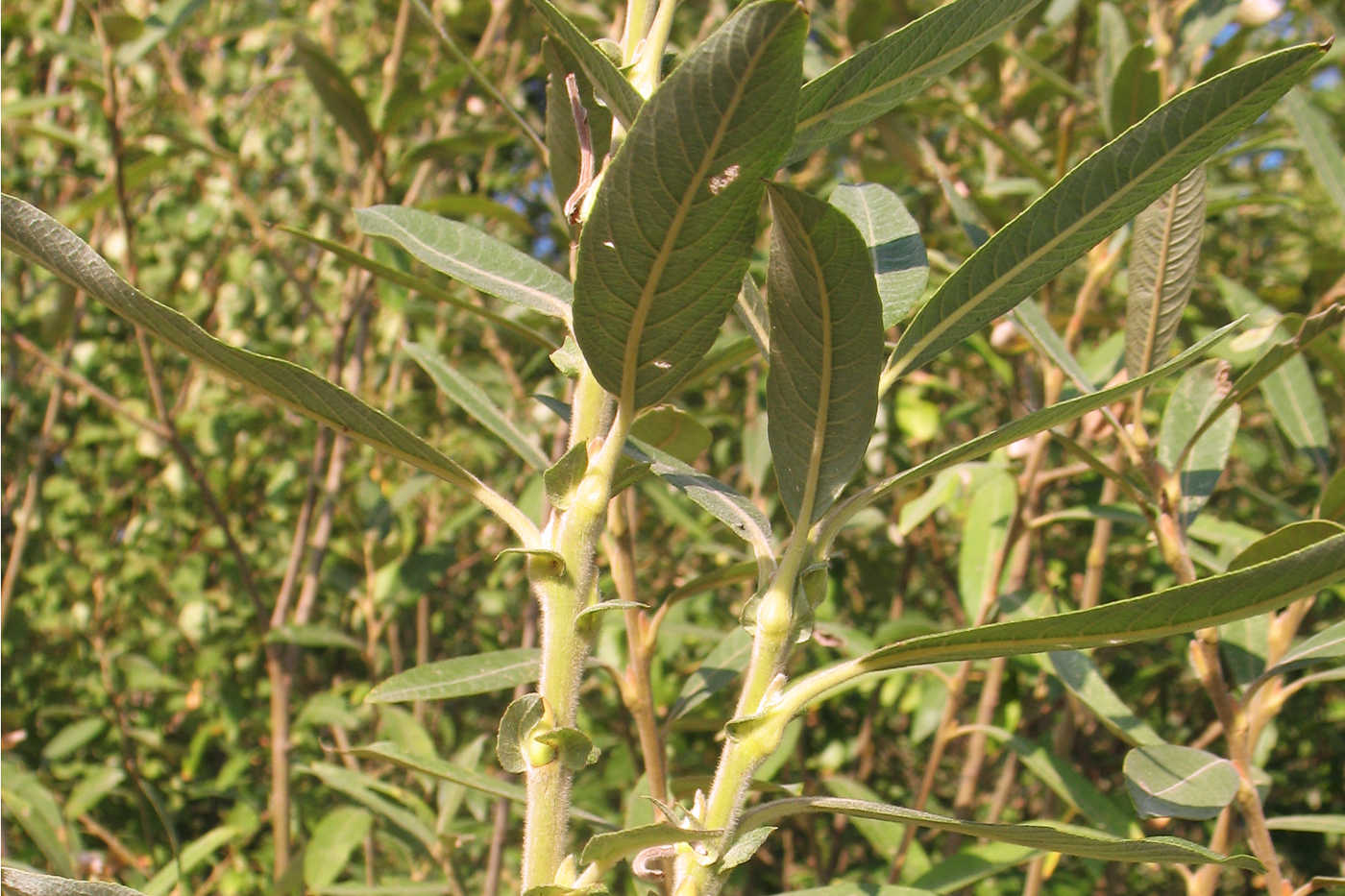 Image of Salix gmelinii specimen.