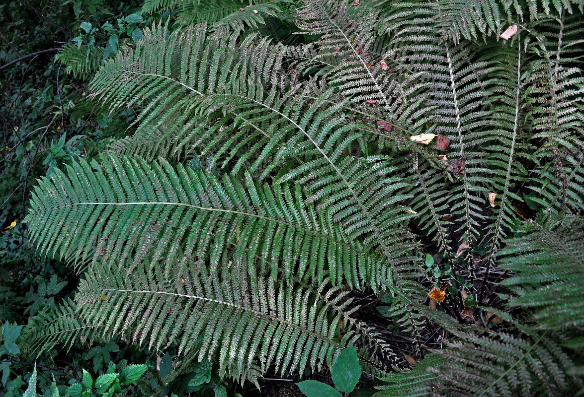 Image of Matteuccia struthiopteris specimen.