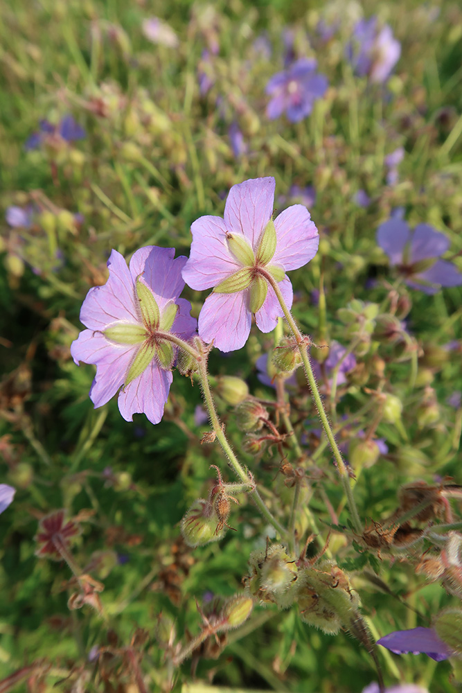 Image of Geranium pratense specimen.