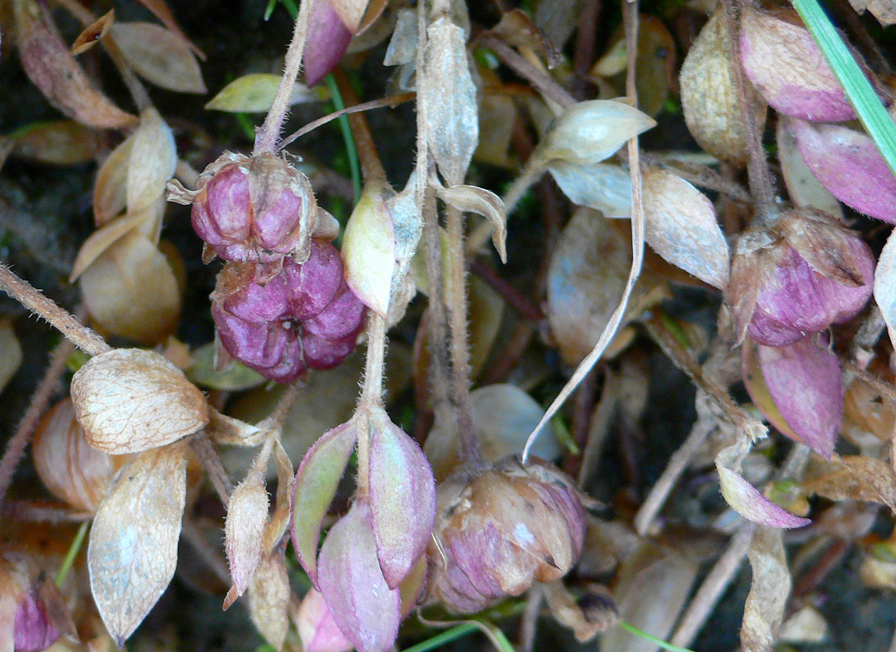 Изображение особи Wilhelmsia physodes.