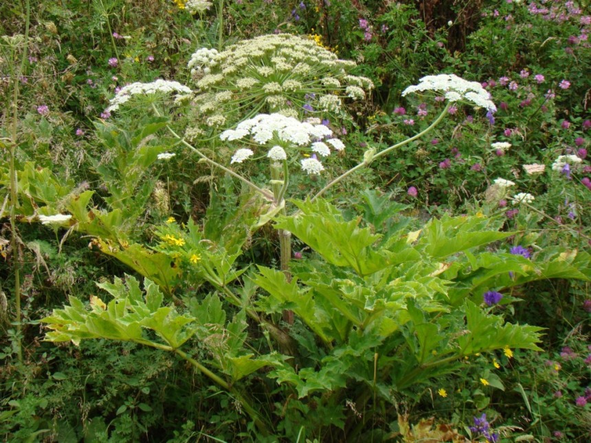 Изображение особи Heracleum trachyloma.