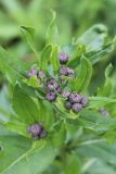 Cirsium setosum