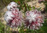 Serruria brownii