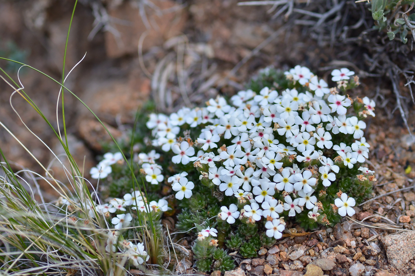 Image of Androsace sericea specimen.