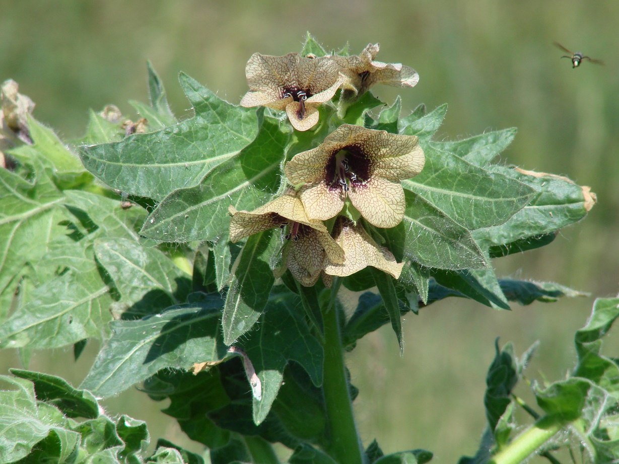 Изображение особи Hyoscyamus niger.