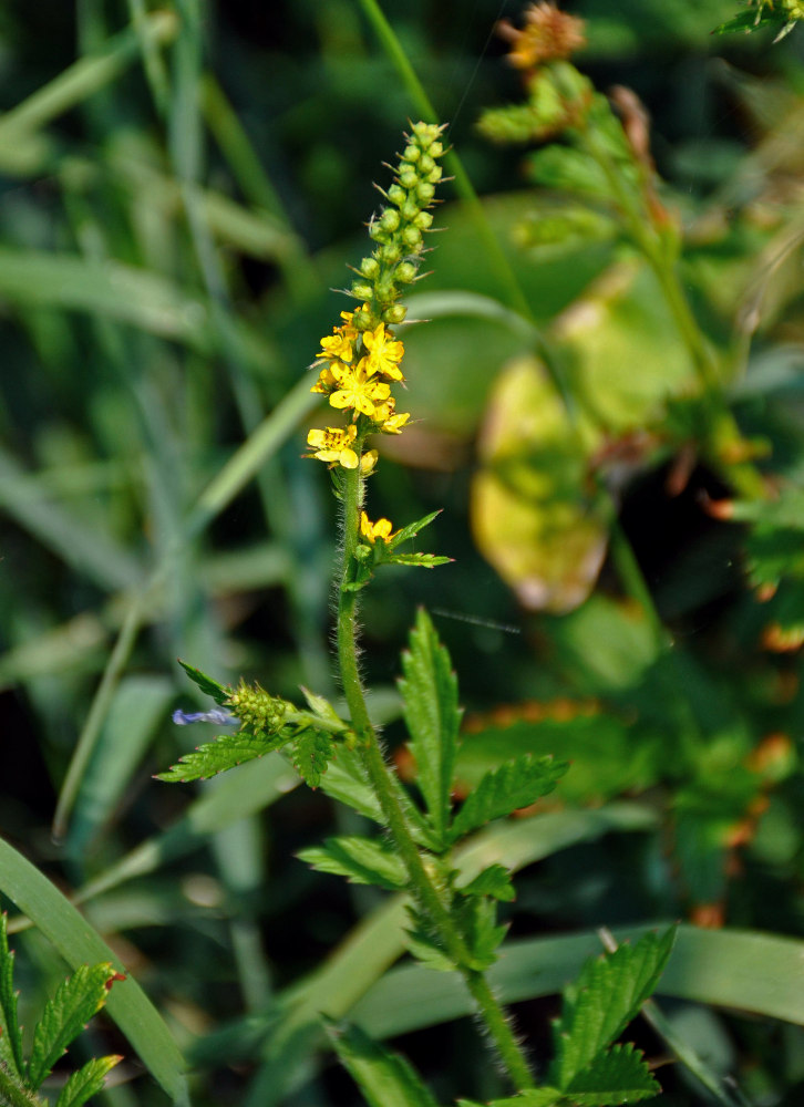 Image of Agrimonia pilosa specimen.