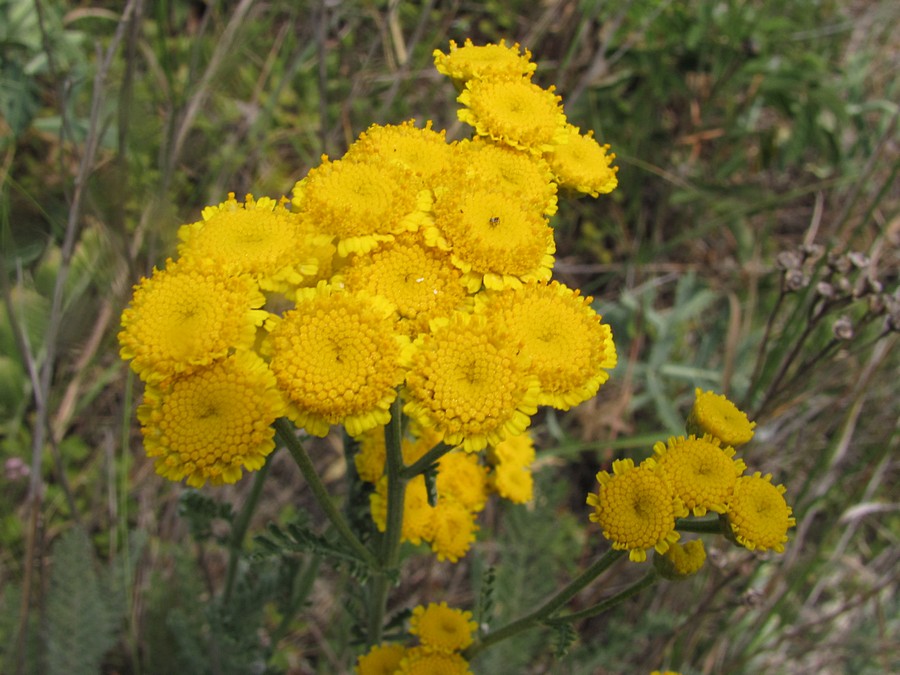 Image of Tanacetum millefolium specimen.