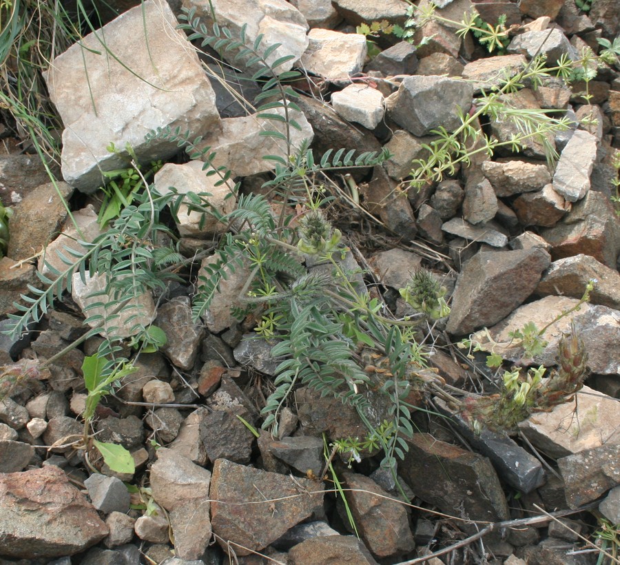 Image of Astragalus mollis specimen.