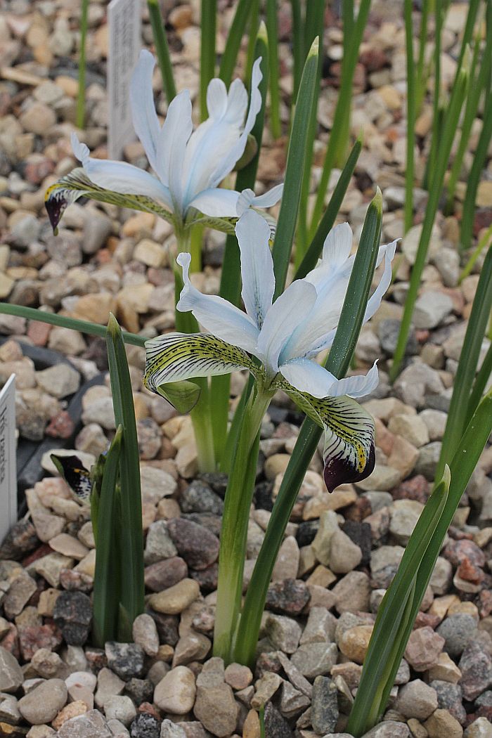 Image of Iris avromanica specimen.