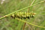 Carex punctata. Часть побега с пестичным соцветием. Нидерланды, Северное море, о-в Схирмонниког, заболоченный луг. 17 июля 2010 г.