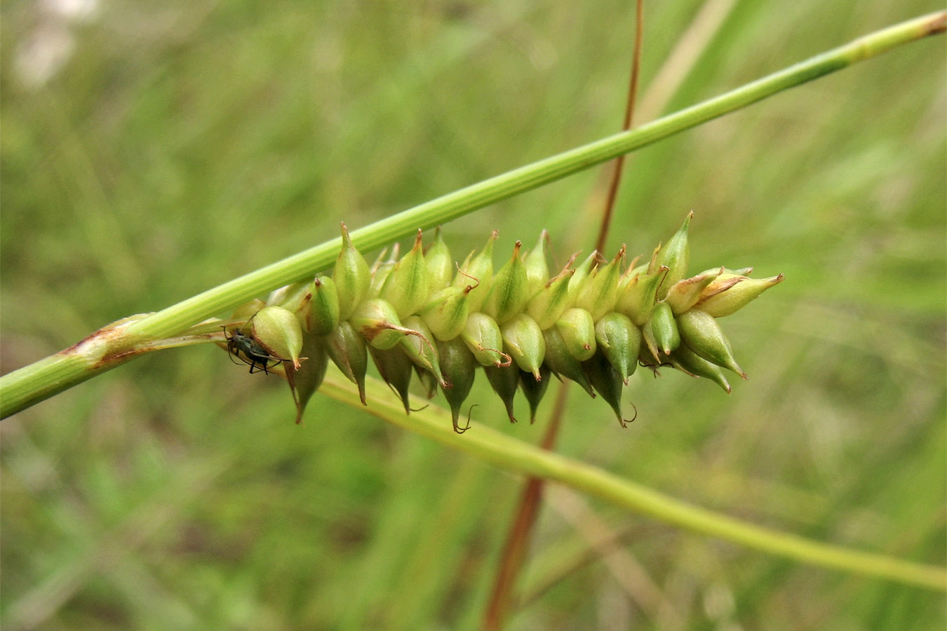 Image of Carex punctata specimen.