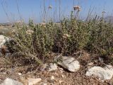 Origanum onites
