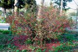 Chaenomeles japonica