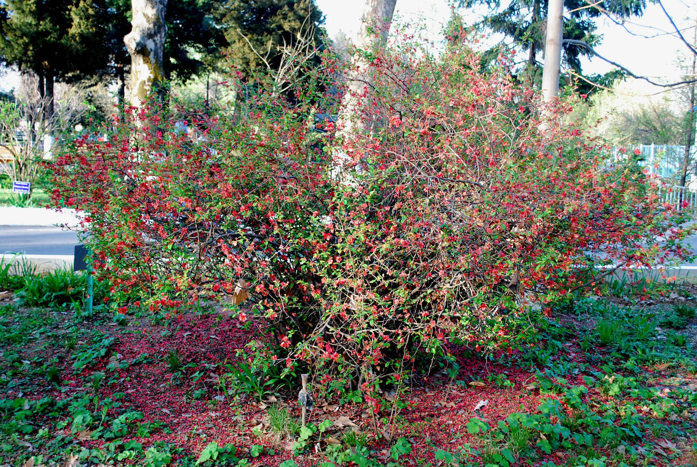 Image of Chaenomeles japonica specimen.