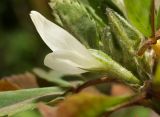 Trigonella foenum-graecum