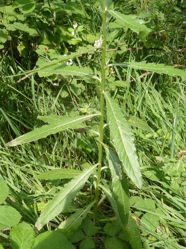 Изображение особи Cirsium setosum.