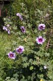 Malva subovata