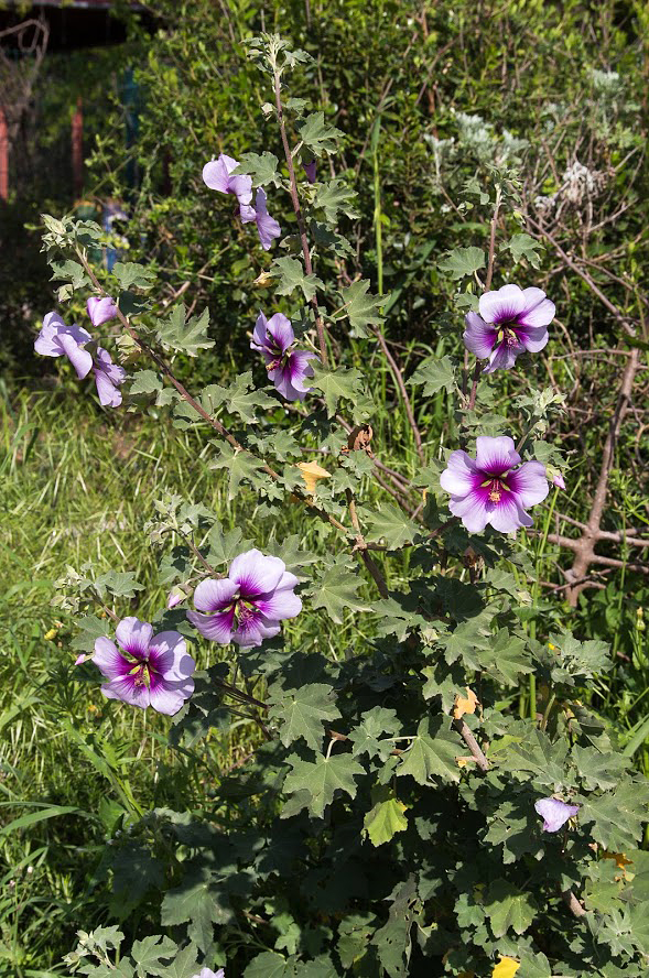 Image of Malva subovata specimen.