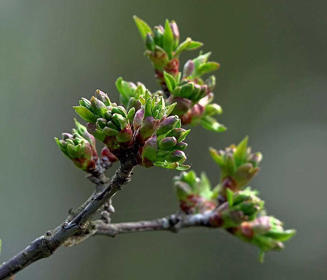 Изображение особи Cerasus vulgaris.