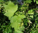 Ribes americanum