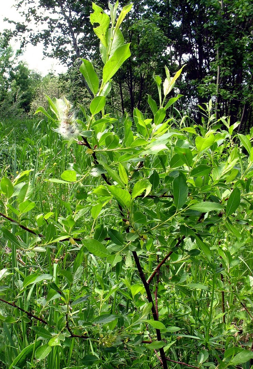 Изображение особи Salix myrsinifolia.