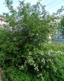 род Crataegus. Расцветающее растение. Тверская обл., г. Тверь, Заволжский р-н, набережная Афанасия Никитина, в озеленении. 23 мая 2019 г.