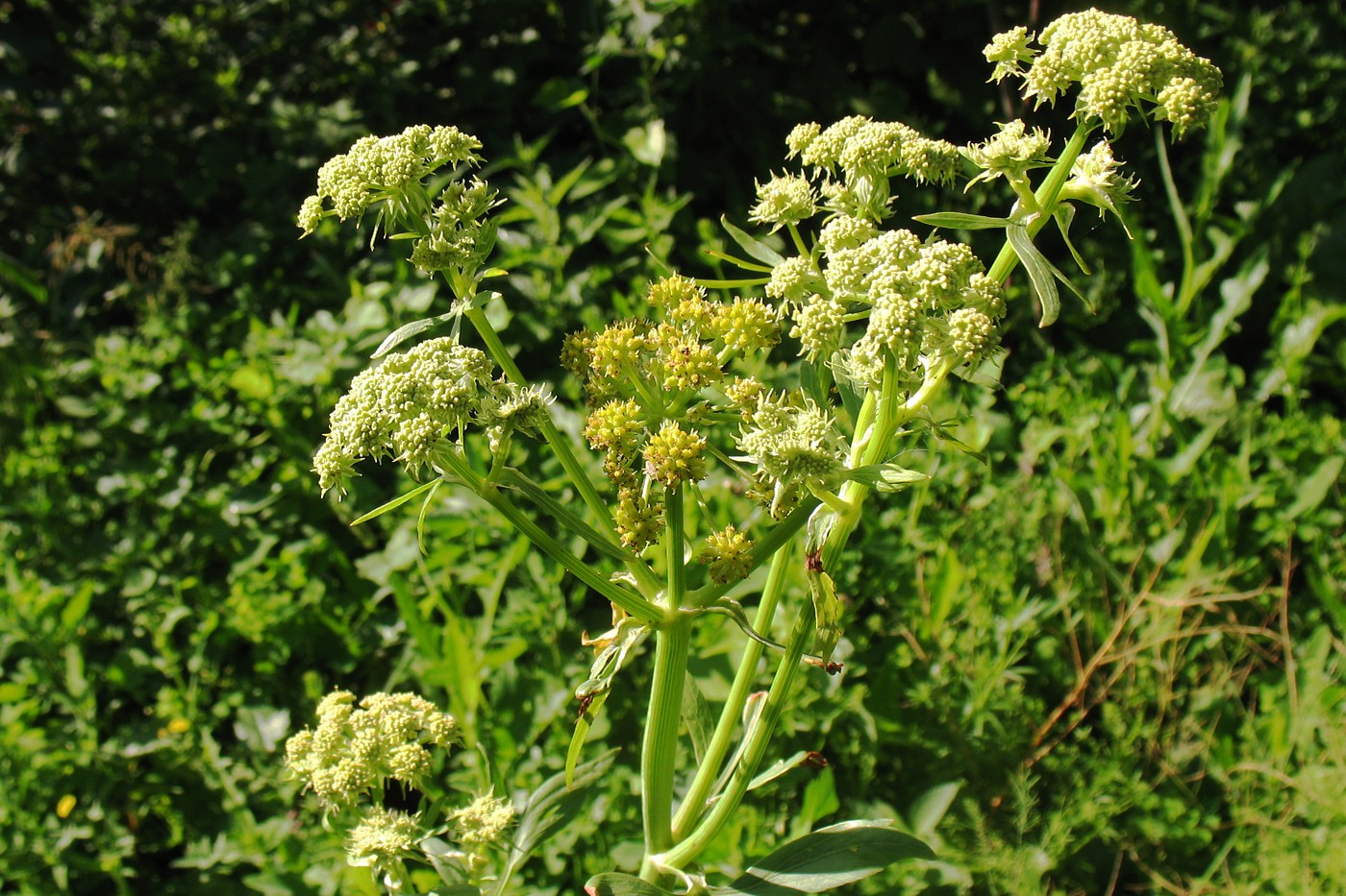 Изображение особи Levisticum officinale.