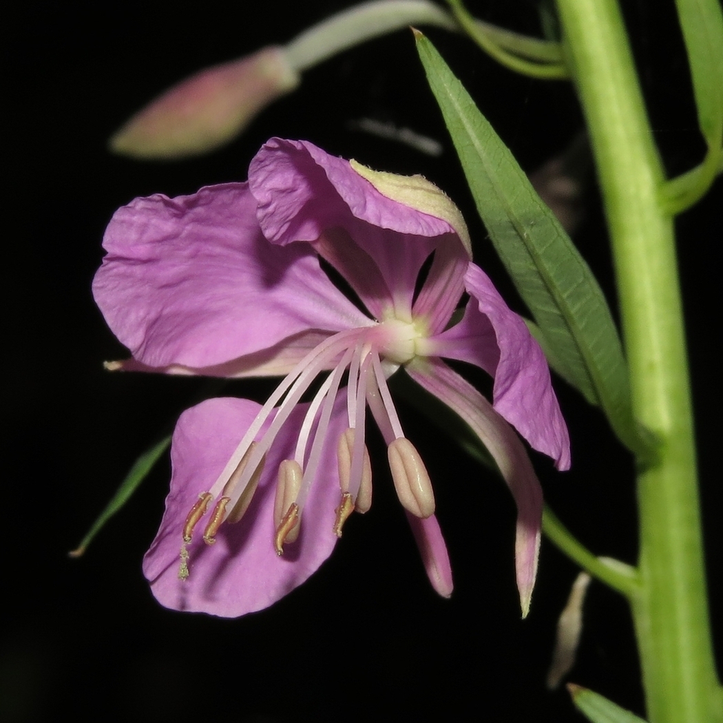 Изображение особи Chamaenerion angustifolium.