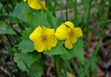 Viola uniflora