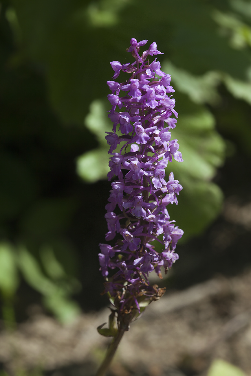 Image of Gymnadenia conopsea specimen.