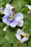 Viola sororia f. priceana