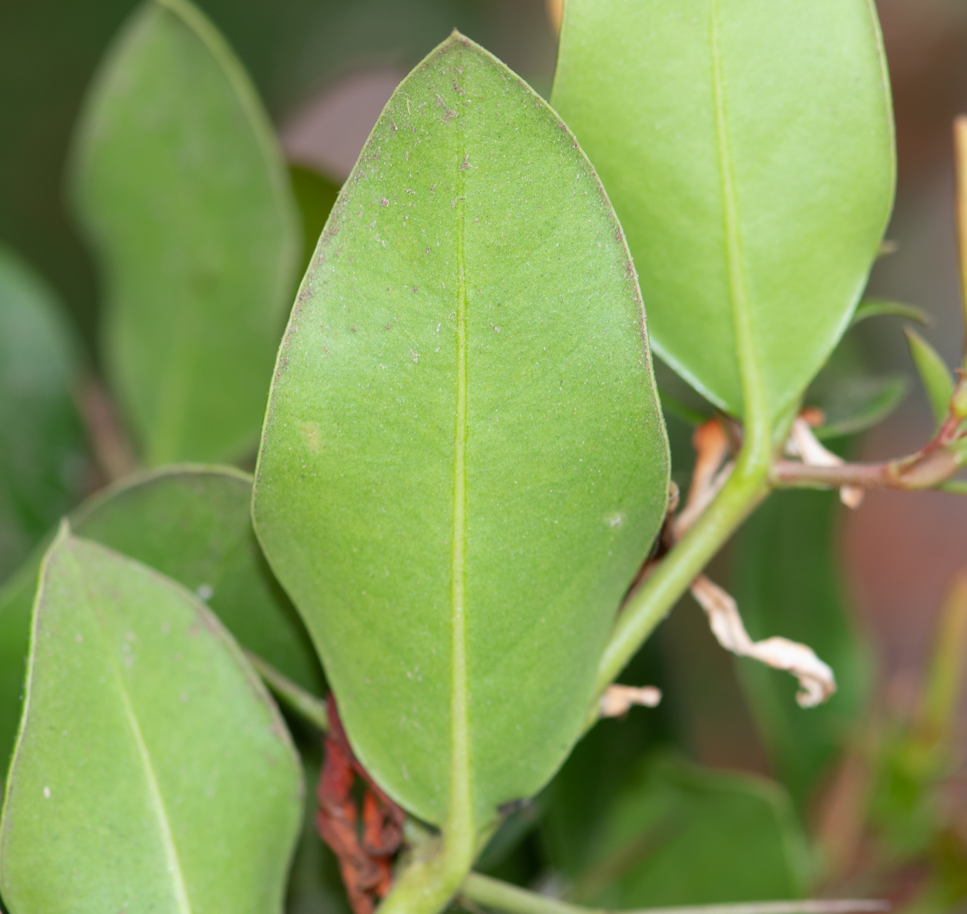 Image of Carissa macrocarpa specimen.