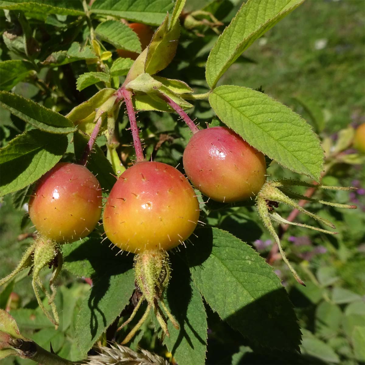 Изображение особи Rosa villosa.