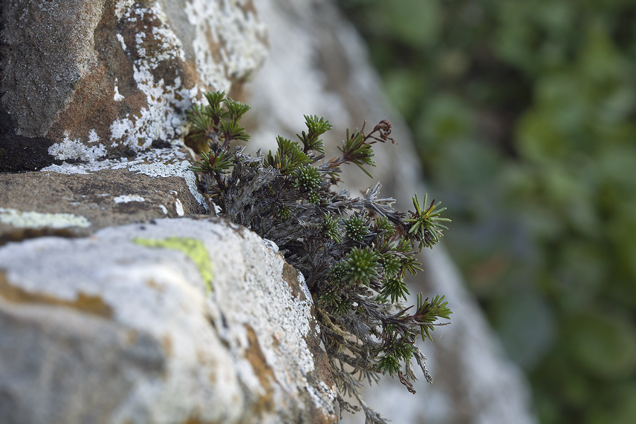 Изображение особи Saxifraga juniperifolia.