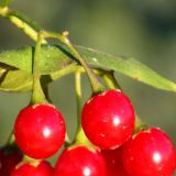 Solanum dulcamara. Соплодие. Ростовская обл., Неклиновский р-н, Андреево-Мелентьевское с/п, на опушке леса. 24.09.2019.